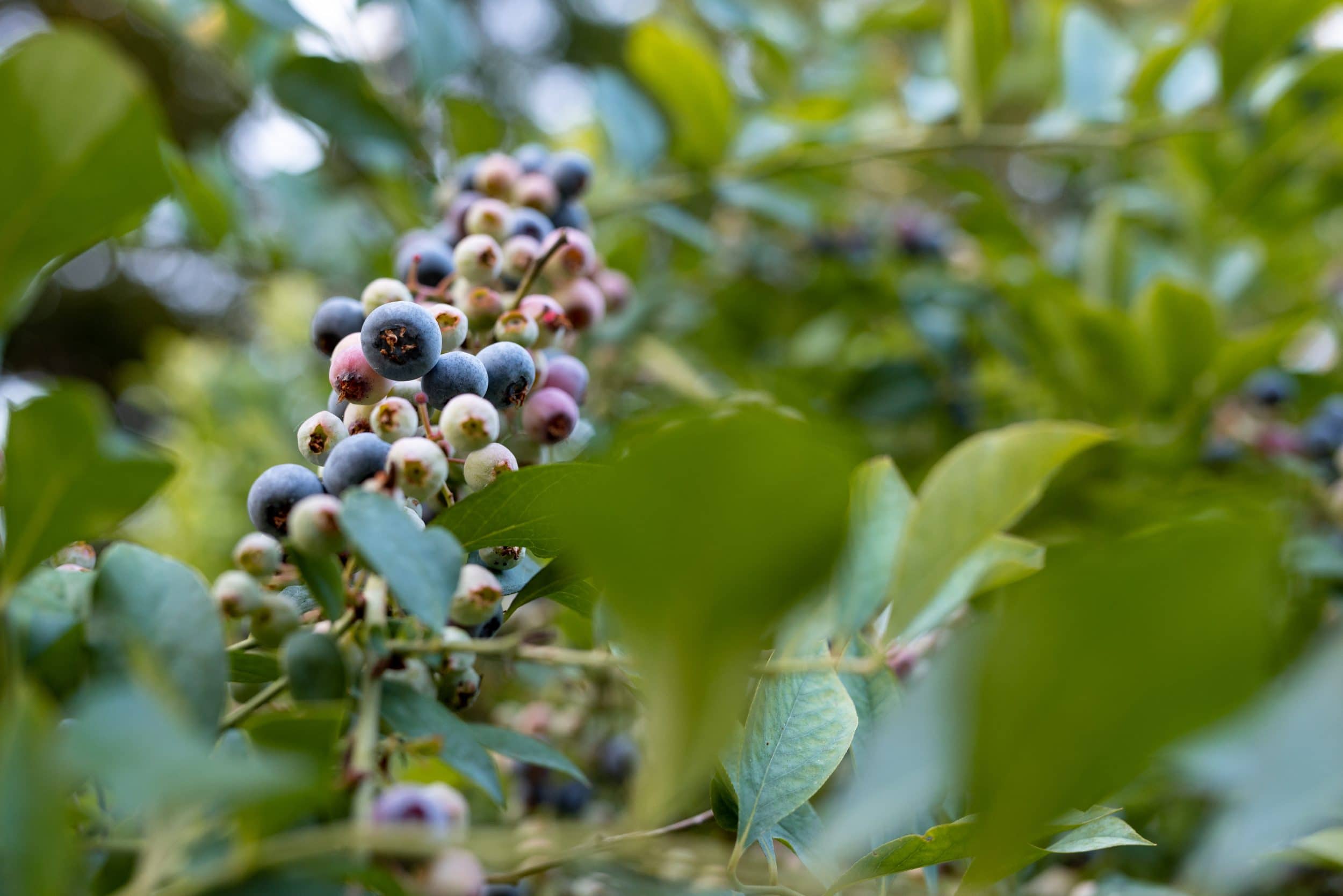 Blueberry bushes along trails