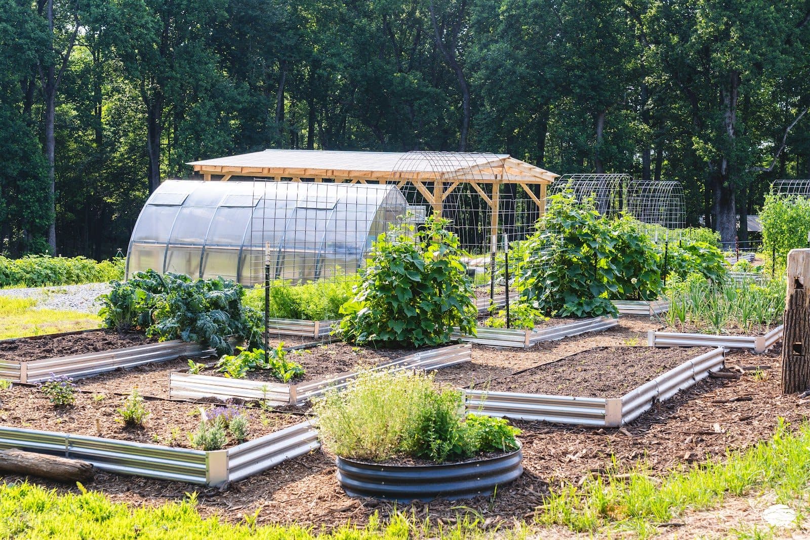Greenhouse and garden rows