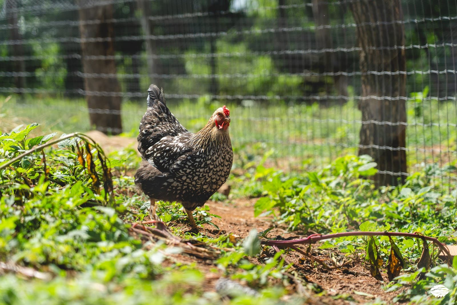 Free-range hen