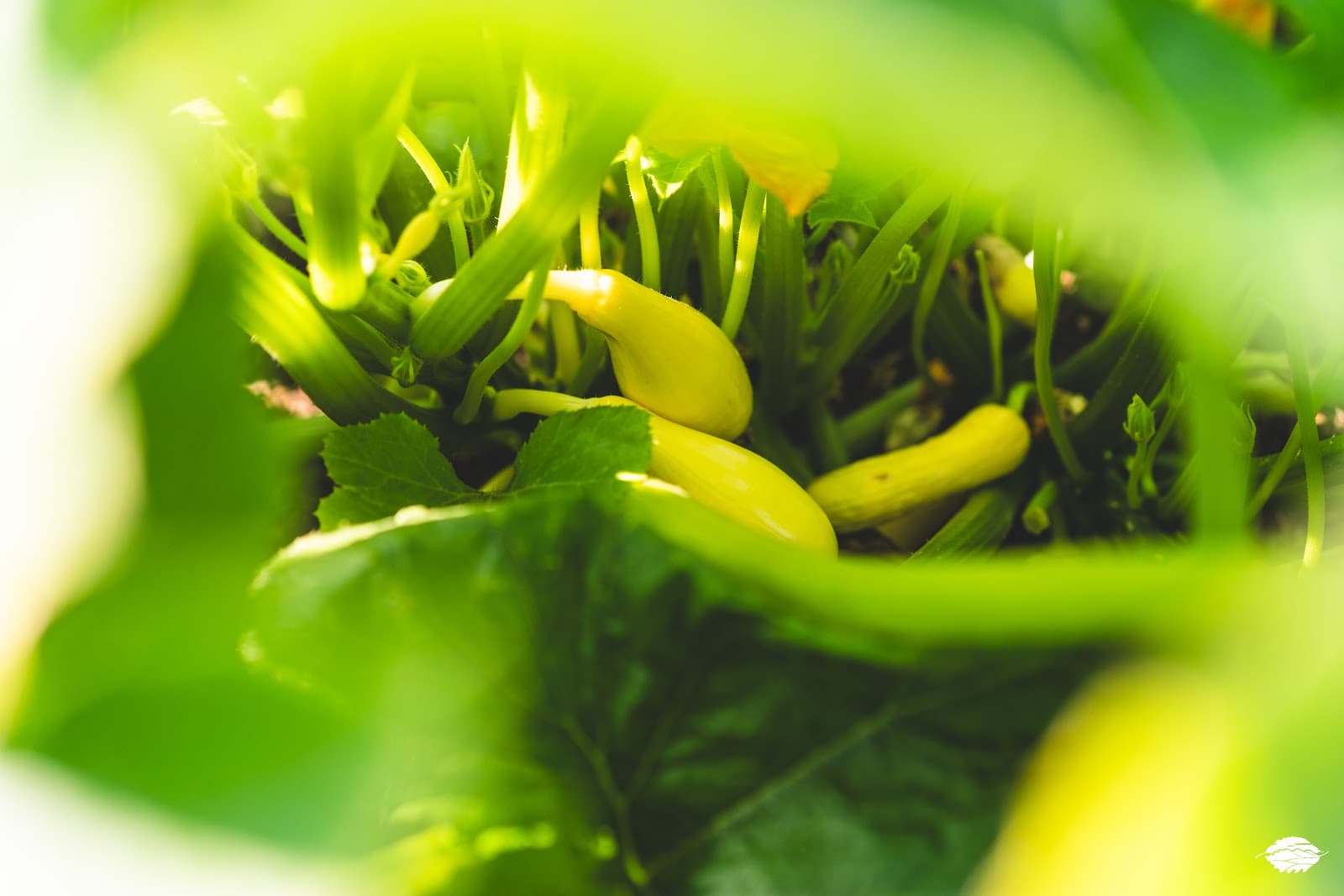 Fresh produce