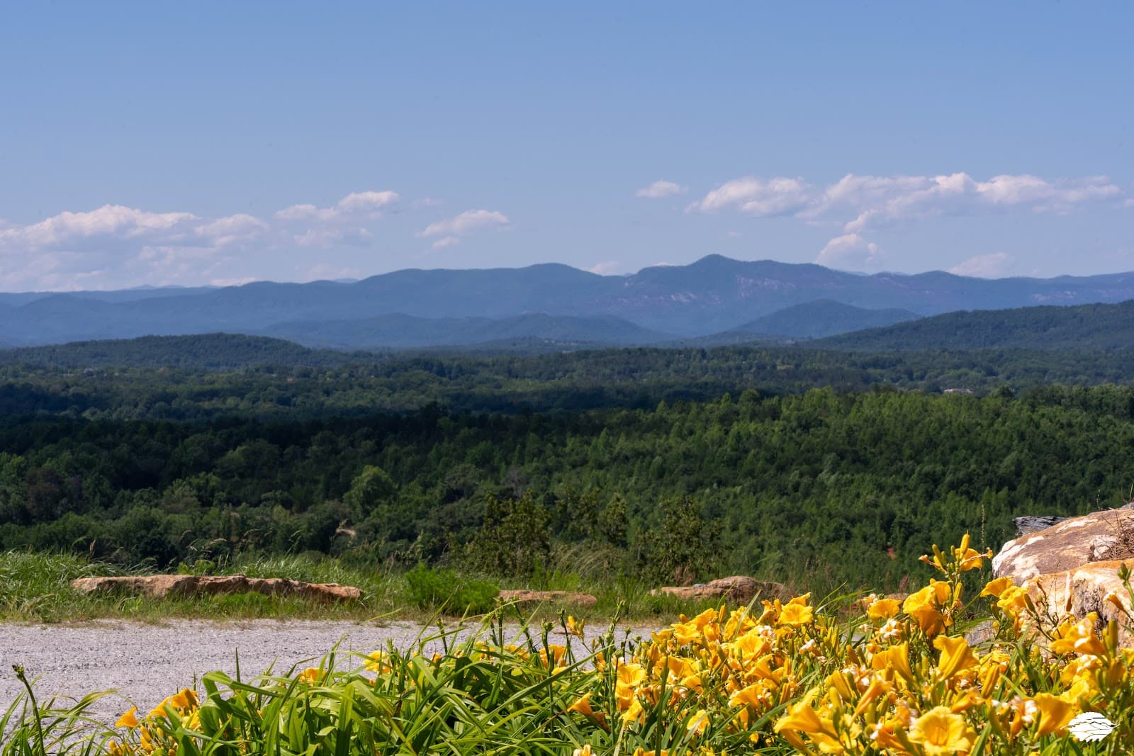 Longview Carolina 2
