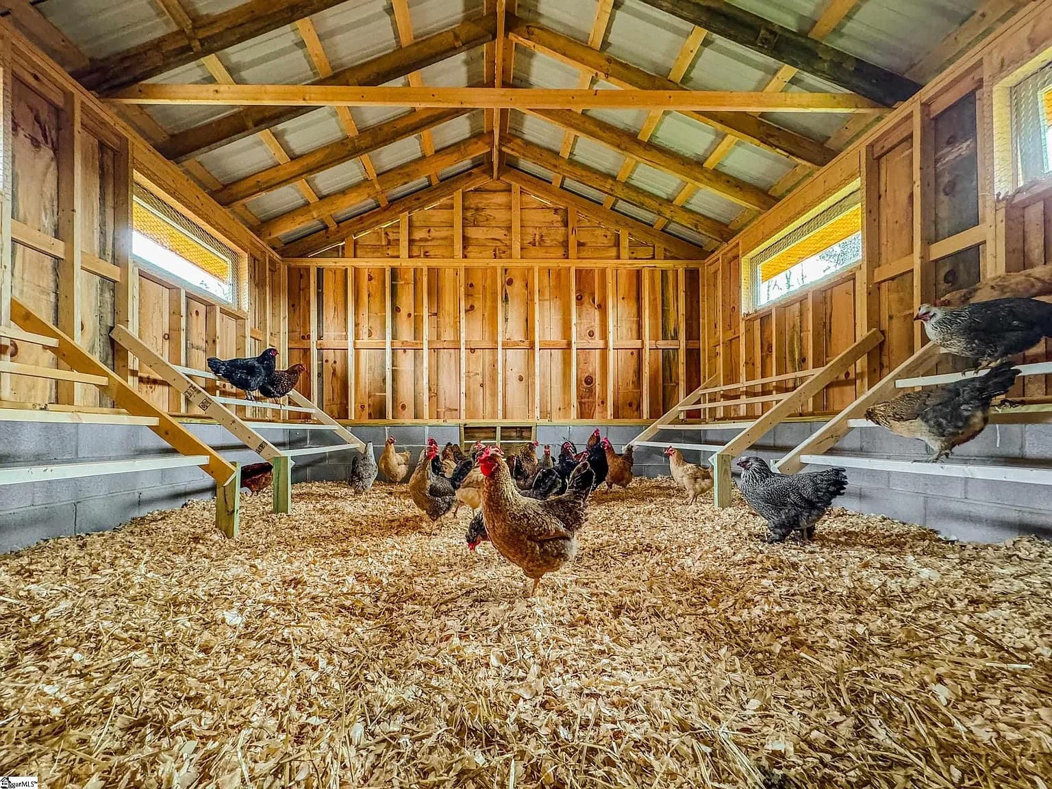 Chickens in a barn at Longview Carolina
