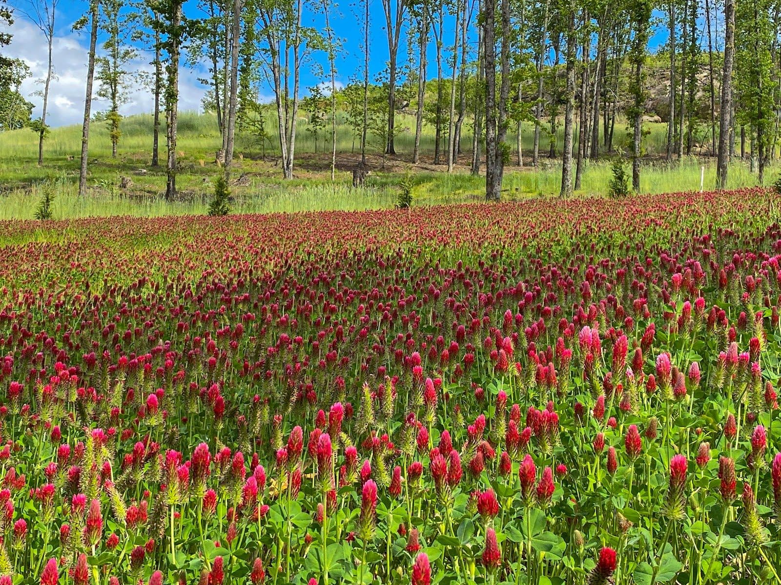 Longview Carolina clover field