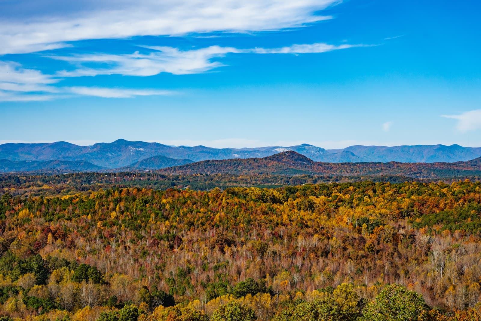 Family walking through Longview Carolina forest