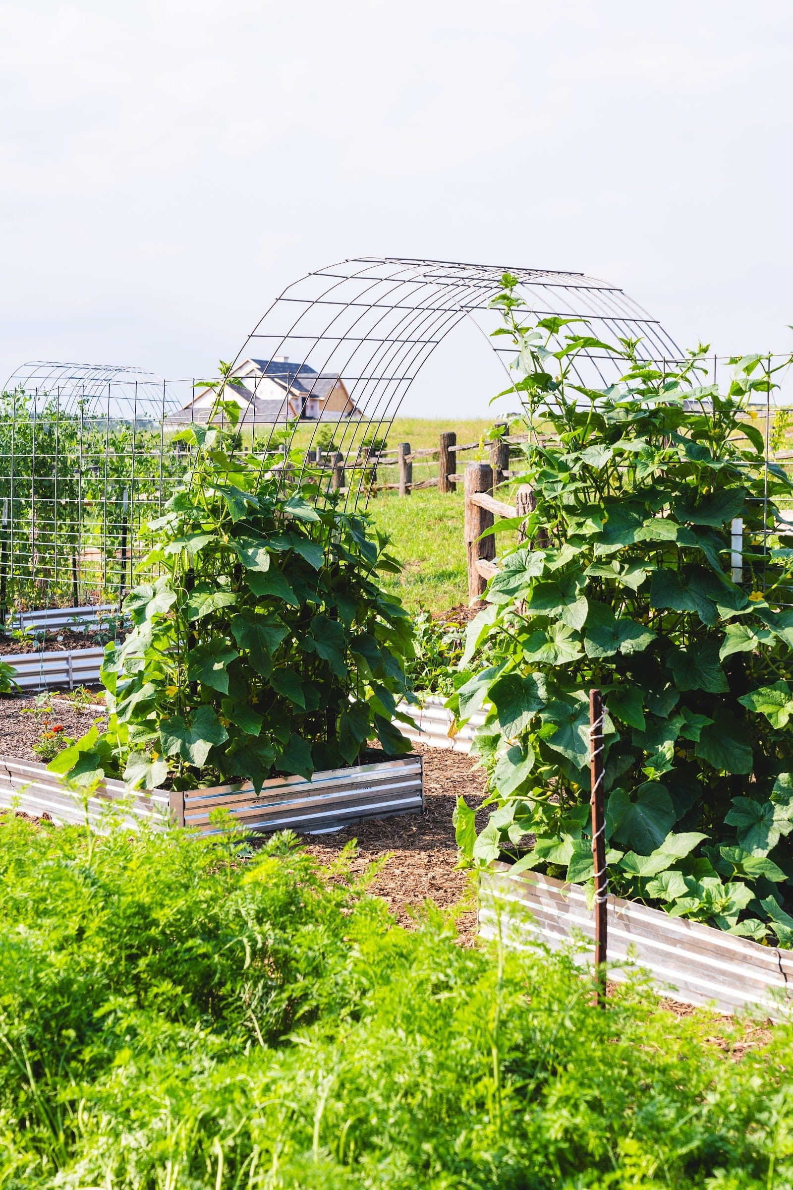 The Longview Carolina garden