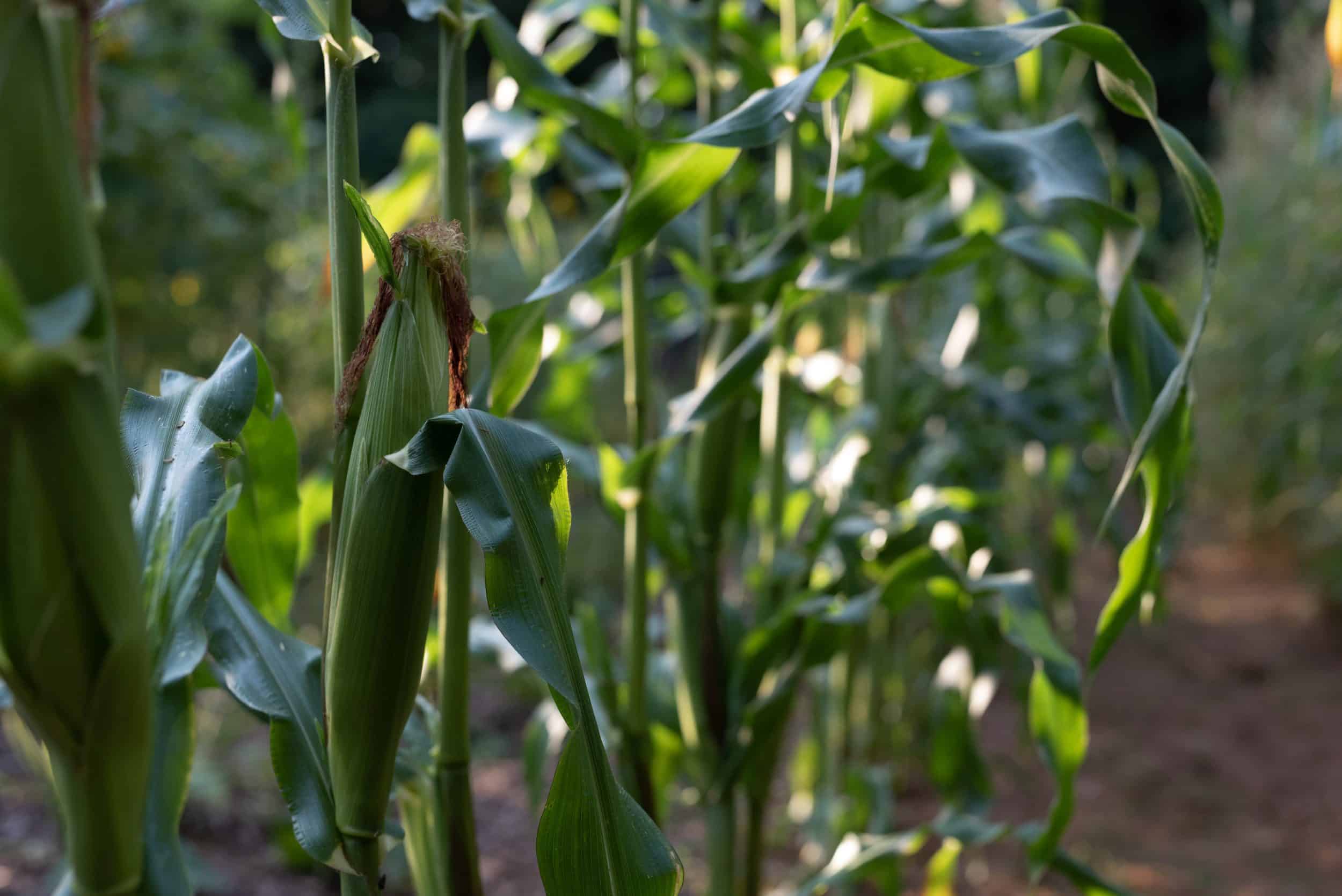 Corn growing in the gardens at Longview Carolina